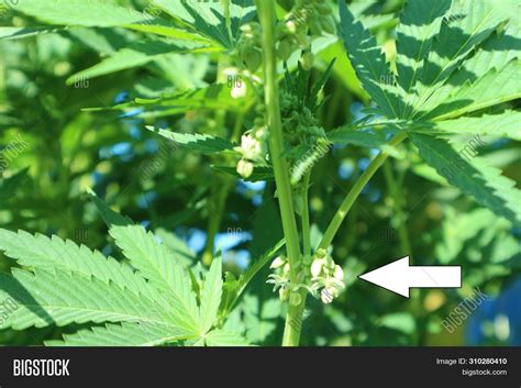 Male Plant Cannabis Image & Photo (Free Trial) | Bigstock