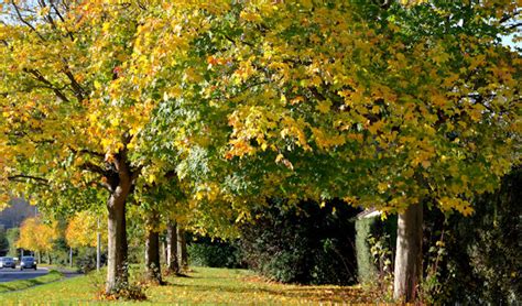 Autumn trees, Newtownards © Albert Bridge :: Geograph Britain and Ireland