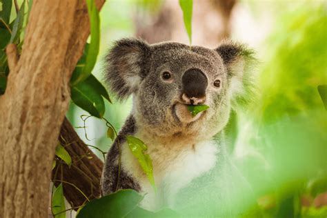 Koala Habitat Mapping - Water Technology