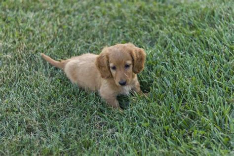 The Golden Dox - An Adorable and Rare Hybrid | Your Dog Advisor