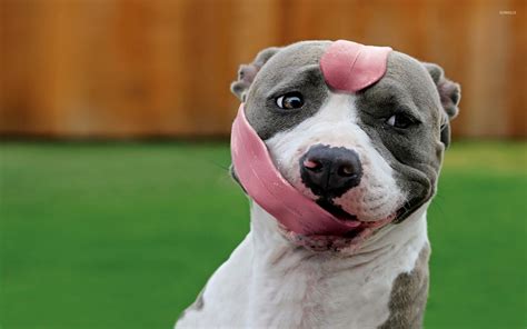 fondo de pantalla de perro pitbull,perro,american staffordshire terrier ...