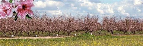 Fresno County Office of Tourism - Blossom Trail