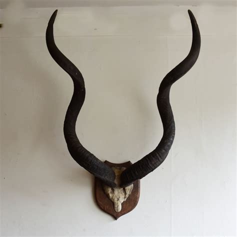 Kudu Horns