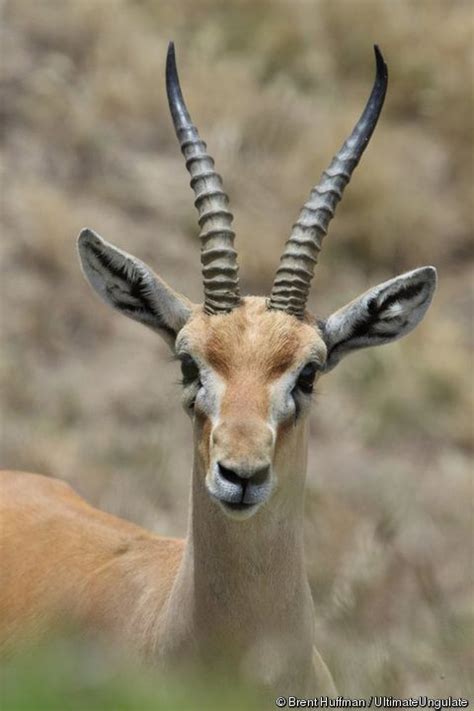 Eudorcas rufifrons (Red-fronted Gazelle) | African antelope, Gazelle, Artiodactyla