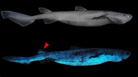 New Zealand Is Home to a Glow-in-the-Dark Shark - Nerdist