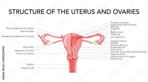 Female reproductive system with inscriptions. Structure of uterus and ovaries in Latin text ...