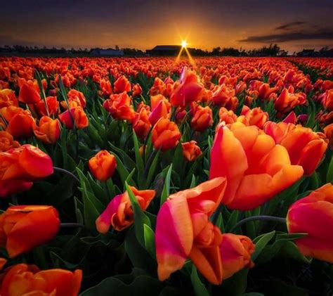 Poppy Field Sunset Wallpaper - Download to your mobile from PHONEKY