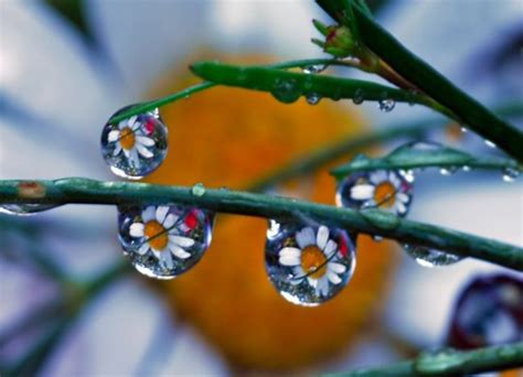 Dew Drops Wallpaper Hd - 1024x739 Wallpaper - teahub.io