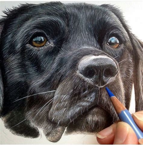 Awesome realistic dog drawing drawing animals & creatures in | Hund zeichnen, Hundezeichnung ...