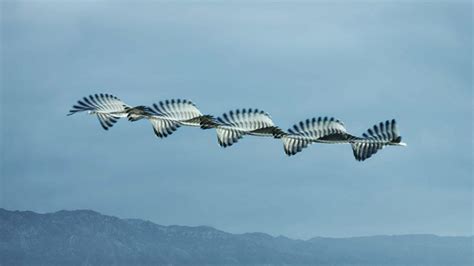 Mesmerizing Photos Capture the Flight Patterns of Birds | Flight ...