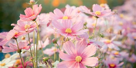 Starting Cosmos Seeds Indoors: How to Get the Best Results