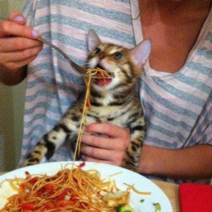 Spaghetti Cat | Cats | Know Your Meme