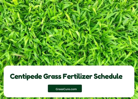 Centipede Grass Fertilizer Schedule | Grass Cure