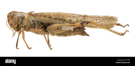 Melanoplus spretus. Rocky mountain locust Stock Photo: 66713653 - Alamy