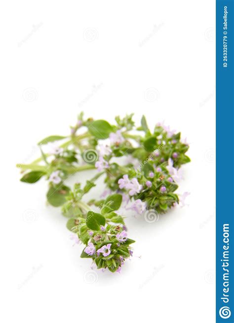 Thyme Sprigs with Flowers Isolated on White. Fresh Thyme Herb Stock ...