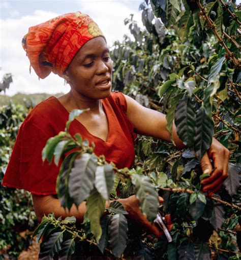 How Our Love Of African Coffee Will Help Communities Thrive - Longevity ...