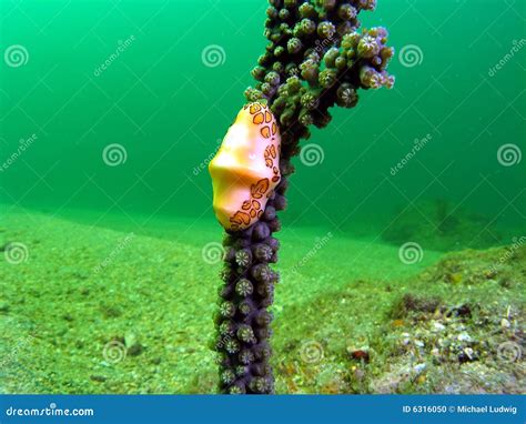 Flamingo Tongue stock photo. Image of diving, bermuda - 6316050