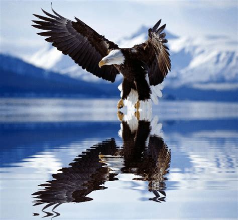 Breathtaking Bald Eagle in Flight