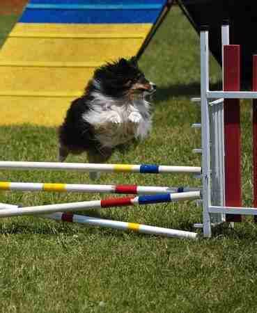 Shetland Sheepdog: Small Dog Place