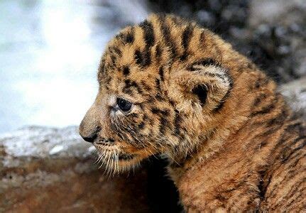 Baby tigon | Weird animals, Rare cats, Animals