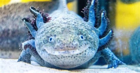 Axolotl Colors: The 10 Types of Axolotl Morphs - A-Z Animals