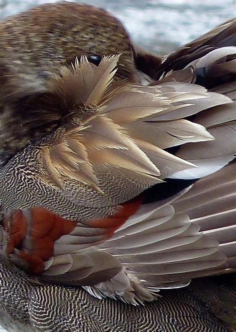 Duck feathers Photograph by Lynn Colwell