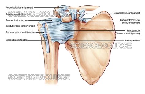 Shoulder Ligaments, illustration | Stock Image - Science Source Images