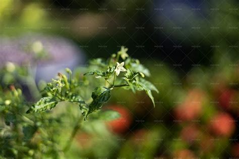 Chilli Leaves And Chilli Flower - Stock Photos | Motion Array