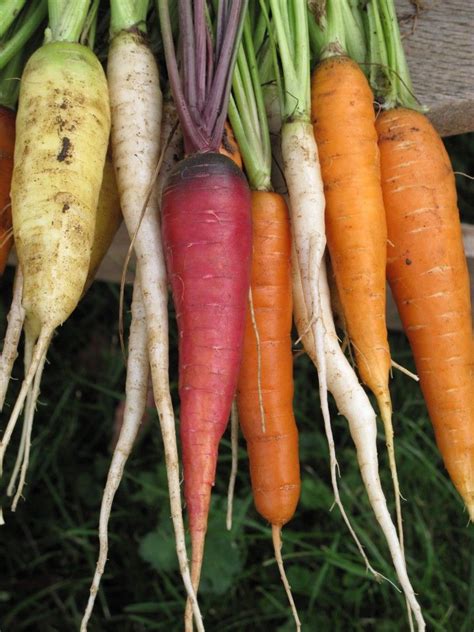 colorful heirloom carrots | Carrots, Heirloom vegetables, Bloom where ...