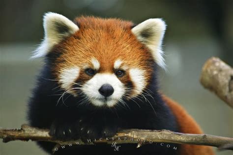 Endangered Wildlife in France | Globerove