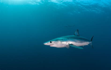 Conservationists Slam US, EU Opposition To Mako Shark Protection ...