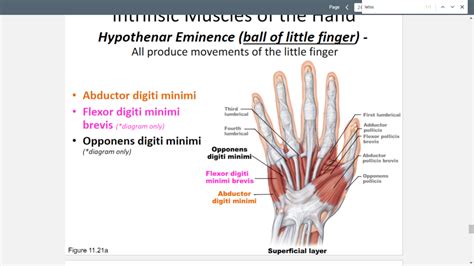 Intrinsic Muscles of the Hand- Hypothenar Eminence Diagram | Quizlet