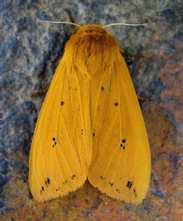 A Moth is Born | I found a strange furry pod under a rock ne… | Flickr
