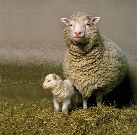 Two Decades After Dolly the Sheep, Here's What We've Learned About Cloning - NBC News