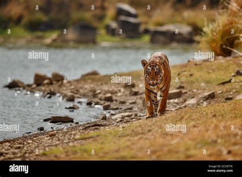 Beautiful tiger in the nature habitat. Tiger pose in amazing light ...