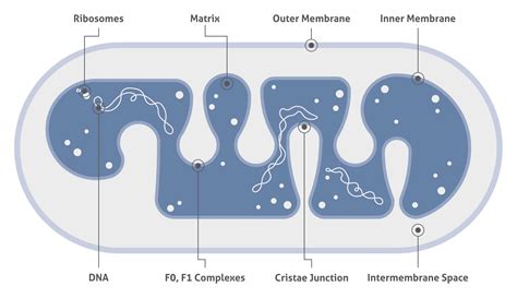 Mitochondria Antibodies | Proteintech Group