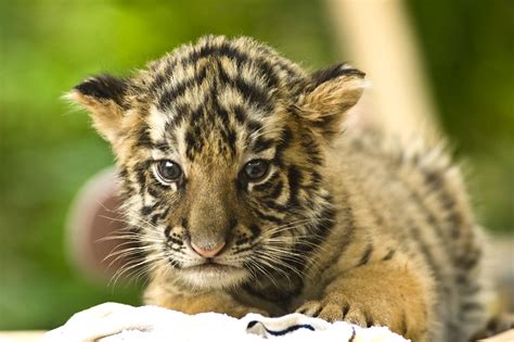 baby tiger | zeekwong Chan | Flickr