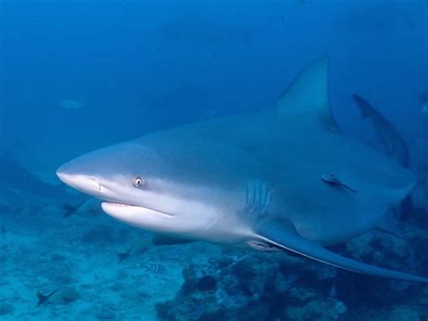 Bull Shark, Carcharhinus leucas Valenciennes, 1839 - The Australian Museum