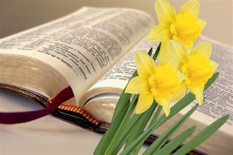 15 Beautiful Flowers In The Bible To Grow In Your Garden (With Pictures)