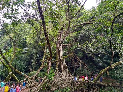 The Living Root Bridges of Meghalaya | Traquo