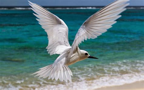 10 Most Beautiful Flying Birds New HD Wallpapers 2014 | Beautiful And Dangerous Animals/Birds Hd ...