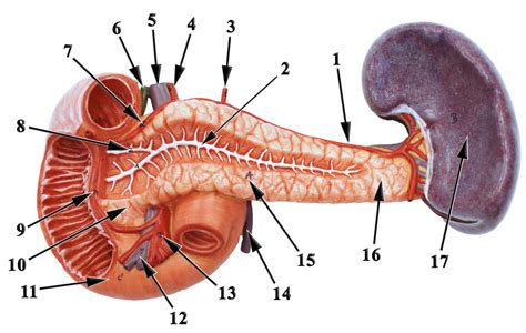 Pancreas Model Anterior Diagram | Quizlet