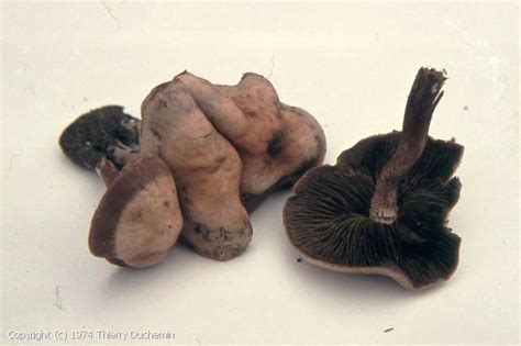 MycoDB : Photos de champignons - Panaeolus cinctulus