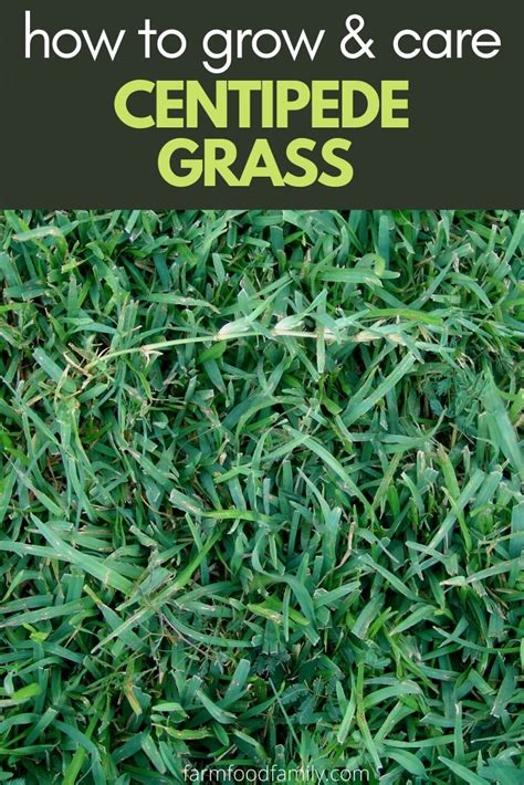 Centipede Grass: Types, Growing, Care Guide, Problems, Diseases