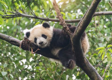 Le panda va mieux, mais son habitat est toujours plus réduit - La Croix