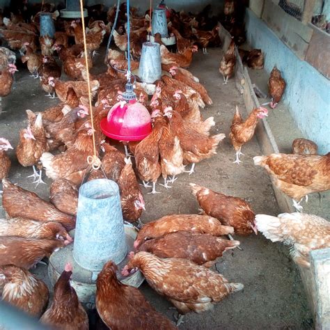 LAYER MANAGEMENT AND EGG PRODUCTION: POULTRY