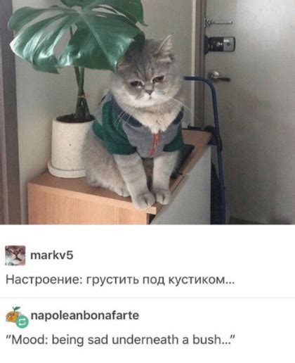 These Russian Cat Memes Are a Dose of Good Internet