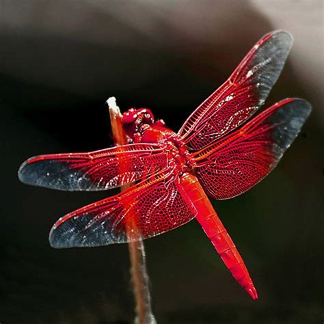 red dragonfly | Dragonfly, Dragonfly art, Beautiful bugs