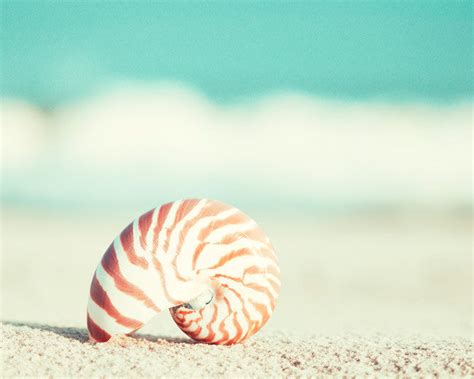 Seashell Photography Set | Seashell Beach Photographs – Carolyn Cochrane Photography