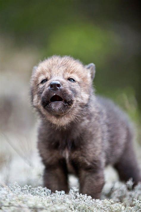 Cute Wolf Puppy Wallpapers - Top Free Cute Wolf Puppy Backgrounds - WallpaperAccess